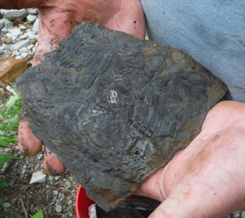 fernfossil