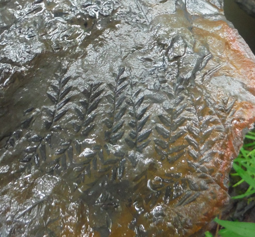 fernfossil