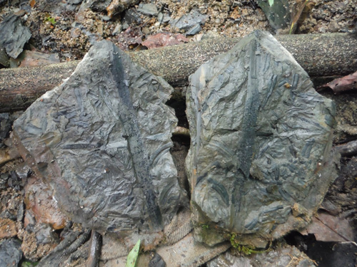 fernfossil