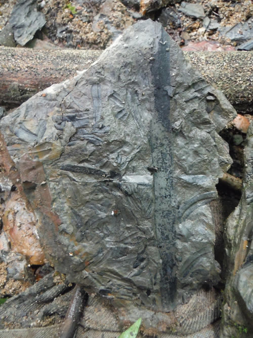 fernfossil