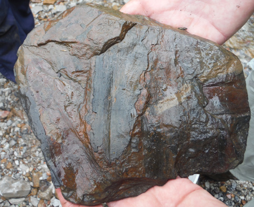 fernfossil