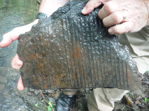 barkfossil