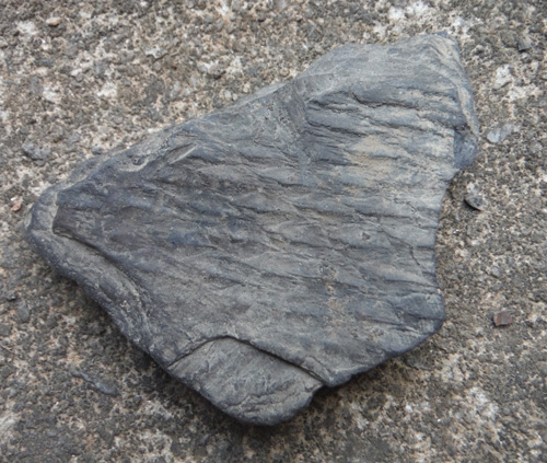 barkfossil