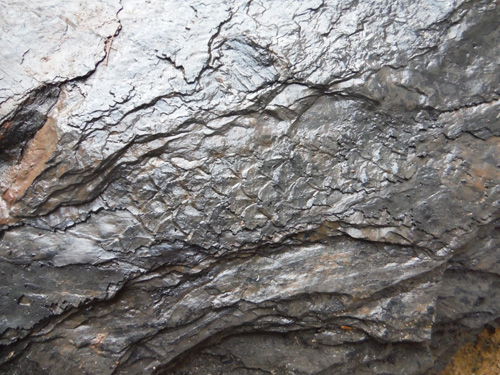 barkfossil