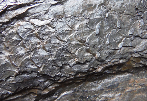 barkfossil