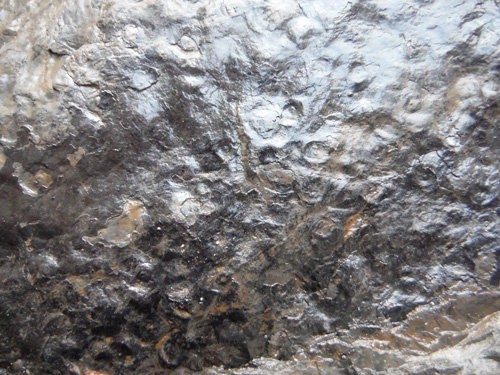 barkfossil