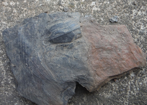 seedpodfossil