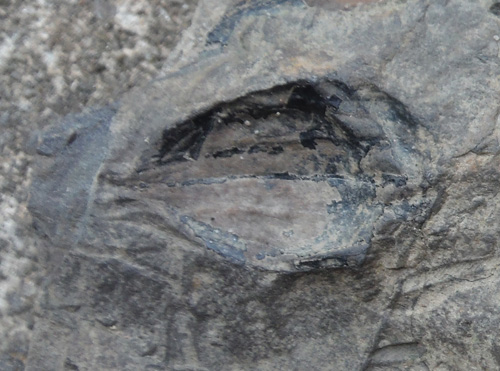 seedpodfossil