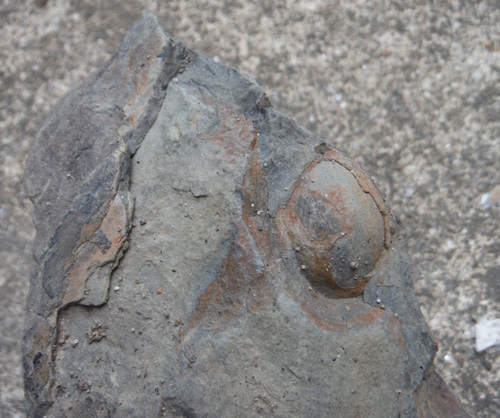 seedpodfossil
