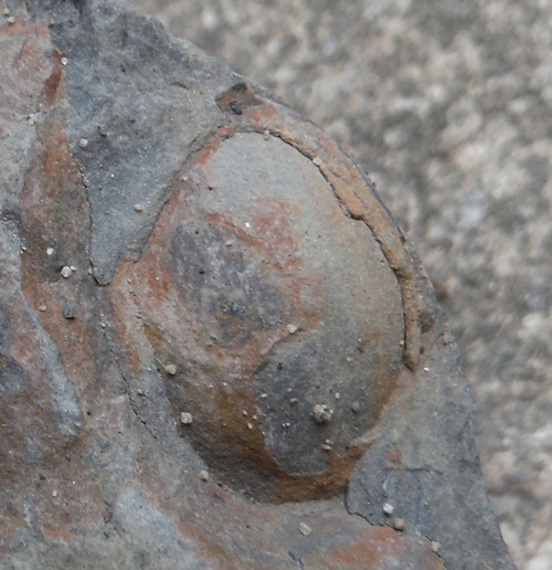 seedpodfossil