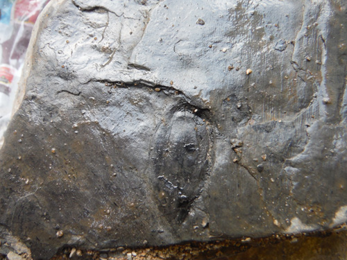 seedpodfossil
