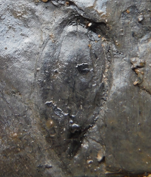 seedpodfossil