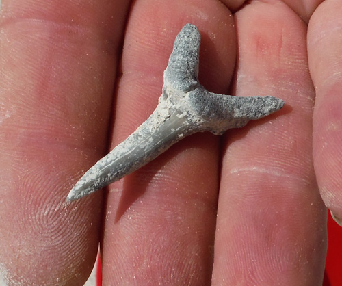 fossils