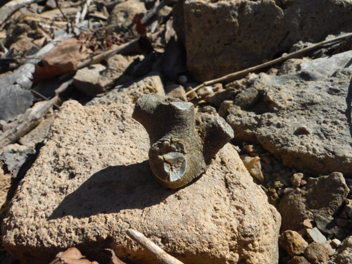 fossils