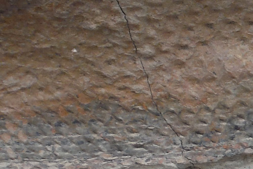 fossils