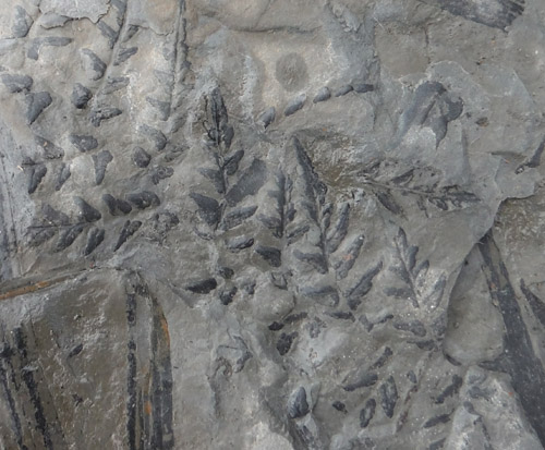 fossils