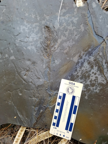 fossils