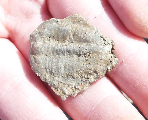 fossils