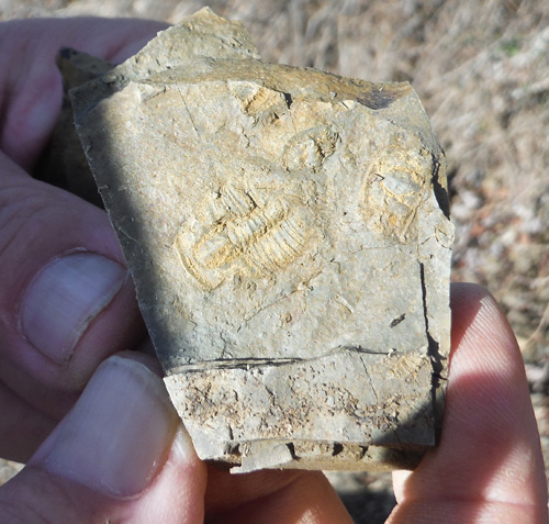 fossils