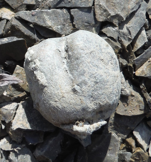 fossils