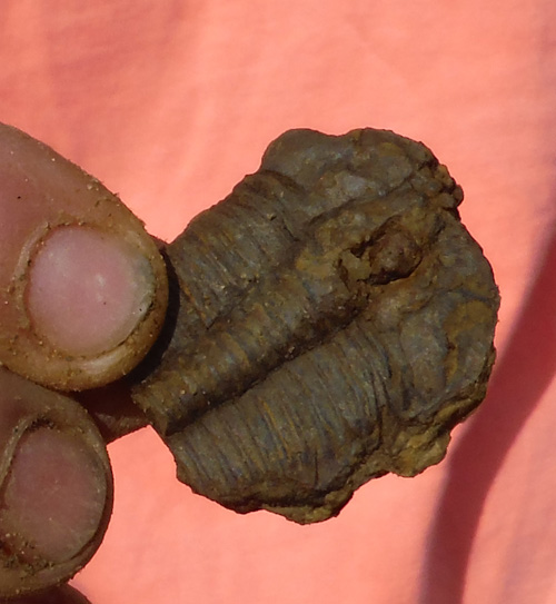 fossils