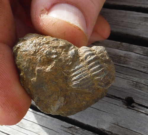 fossils