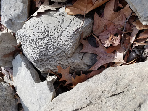 fossils