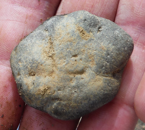 fossils