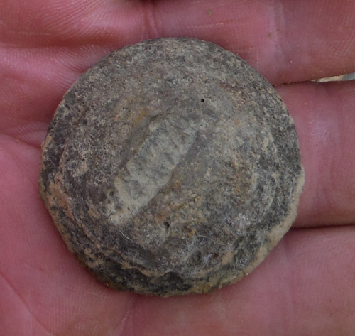 fossils