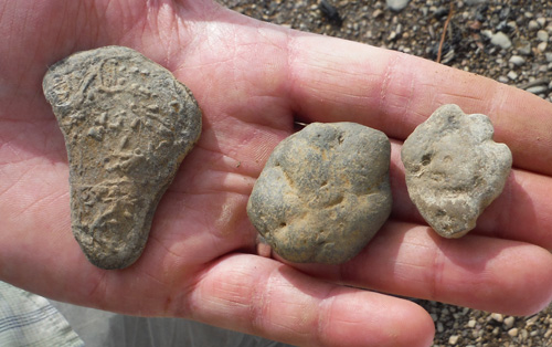 fossils