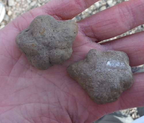 fossils