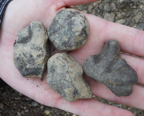 fossils