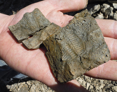 fossils