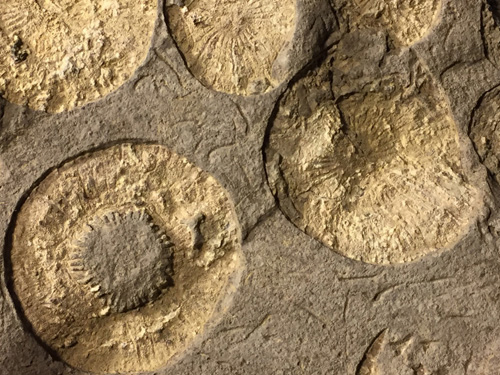 fossils