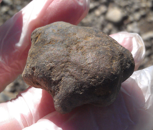 fossils