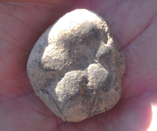 fossils