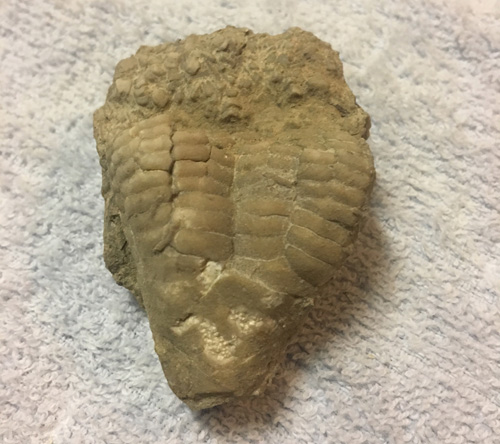 fossil