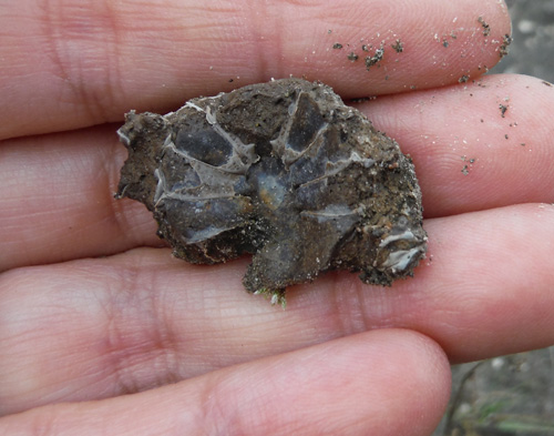 fossil