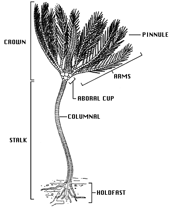 fossil