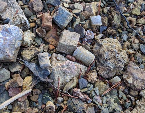 fossil