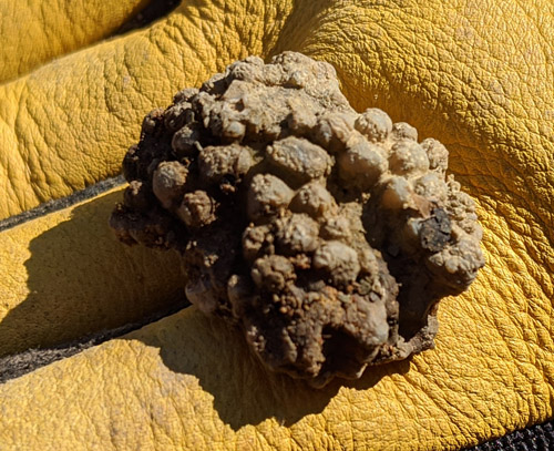 fossil