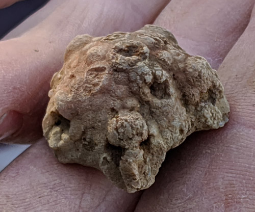 fossil
