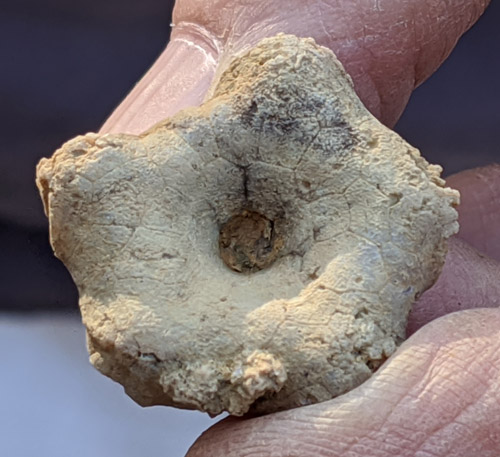 fossil