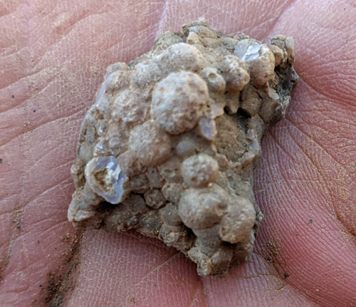 fossil