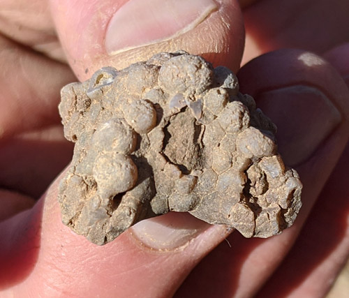 fossil