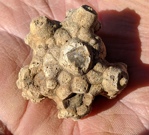 fossil