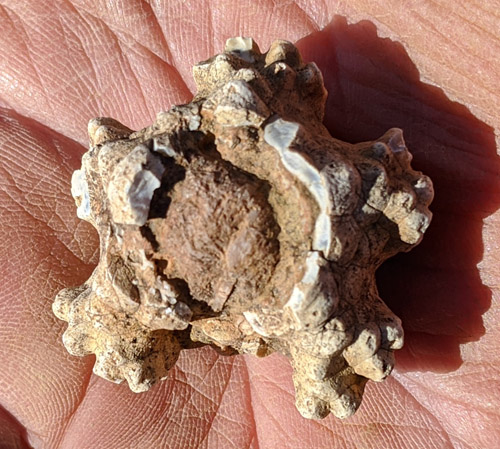 fossil