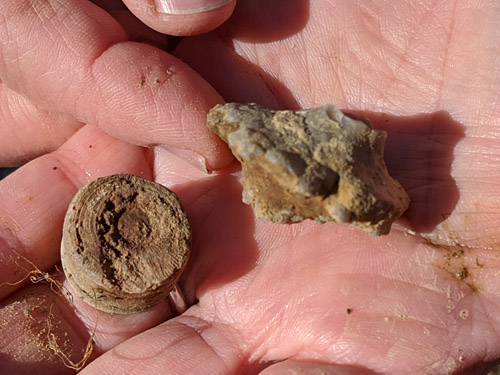 fossil