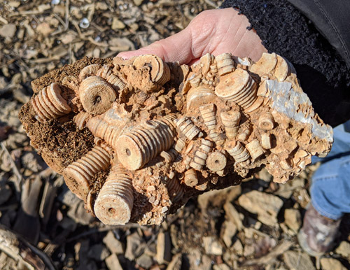 fossil