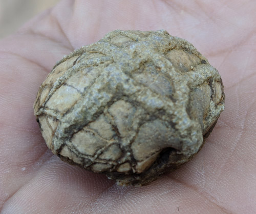 fossil
